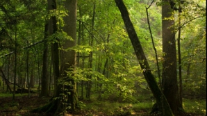 Omul care a terorizat o ţară întreagă! "Ucidea oameni şi le mânca ficatul"