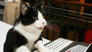 Cum ţine o pisică ritmul unei melodii a Rihanei VIDEO