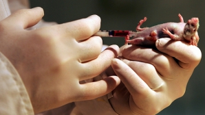 Medicina viitorului: Fiecare om va beneficia de un şoarece-avatar!