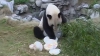 Un urs panda şi-a aniversat cei zece ani de viaţă cu tort şi fructe VIDEO