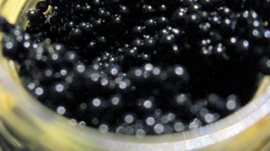 Concurs INEDIT într-un club de noapte din Moscova: Clienţii localului s-au întrecut la mâncat icre negre