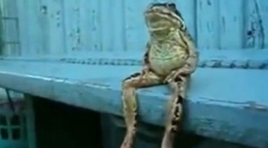Cum se relaxează o broască pe o bancă (VIDEO)