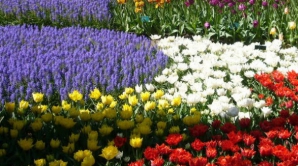 Chişinăul înfloreşte: Peste 130 de mii de flori vor fi plantate în Capitală