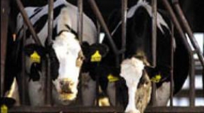 Boala vacii nebune revine: Un nou caz a fost depistat în SUA