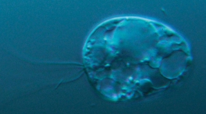 Cel mai vechi organism de pe Pământ, descoperit într-un lac norvegian