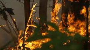 Alertă de incendii în Mexic: Flăcările au mistuit mai bine de 4.000 de hectare de pădure