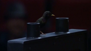 Dallas Mavericks susţinută de o pasăre de mici dimensiuni la partida cu Portland Trail Blazer