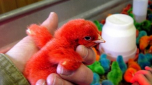 De Paşte, americanii nu vopsesc doar ouăle, ci şi puii de găină