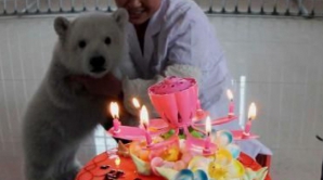 Petrecere mare în China pentru un pui de urs polar (VIDEO)