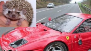 Şi-a făcut praf Ferrari-ul de dragul unui arici FOTO