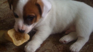 INCREDIBIL! Un căţeluş a supravieţuit după ce "a căzut din cer"  VIDEO