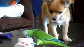 "Lupta" dintre un papagal şi un chihuahua pentru un iaurt. Cine câştigă? VIDEO 