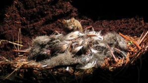 ŞOC! Pe o insulă din Atlantic au apărut şoareci uriaşi care ucid milioane de păsări  