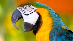 Un papagal rătăcit le-a spus poliţiştilor unde locuieşte