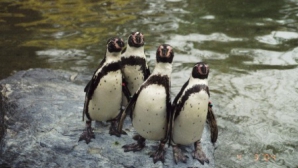 Au fost amendaţi pentru că au furat un pinguin