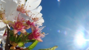 Vreme frumoasă şi mult soare în următoarele zile