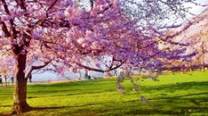 Mâine ne vom bucura de vreme frumoasă şi caldă