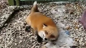 Cea mai fericită vulpiţă din lume VIDEO