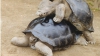 DIVORŢ după 115 ani petrecuţi împreună: două broaşte ţestoase gigant nu se mai suportă 