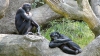 Genetic, suntem aproape identici cu cimpanzeii. De ce suntem, totuşi, atât de diferiţi de ei?
