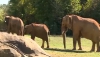 Premieră mondială! Un elefant de la o Grădină Zoologică din SUA va purta lentile de contact