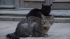 Bodyguarzi pentru operele de artă! Un muzeu din Rusia angajează pisici de pază