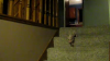 Cum se învaţă un porcuşor să coboare scările VIDEO