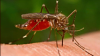 10 metode naturale pentru a scăpa de ţânţari 