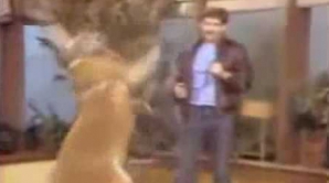 Ce se întâmplă dacă îi legi unui cangur mănuşi de box VIDEO 