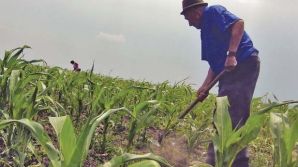 Pagube de milioane pentru agricultură din cauza temperaturilor caniculare