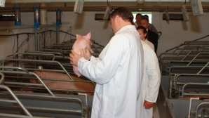 Filat printre porci, articole de tricotaj şi piese de muzeu GALERIE FOTO,VIDEO