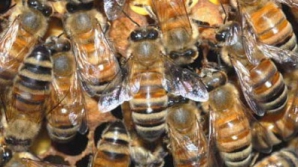 Şocant! Peste 70 de călugări din Thailanda au ajuns la spital, după ce au fost atacaţi de albine 