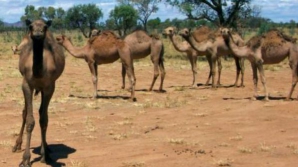 O grupare islamistă afiliată Al-Qaida oferă zece cămile pentru capturarea lui Barack Obama