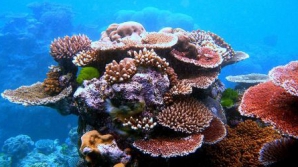 Australia vrea să creeze cea mai mare rezervaţie marină din lume