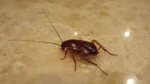 Nu mai striviţi gândacii de bucătărie, s-ar putea crea haos pe Terra