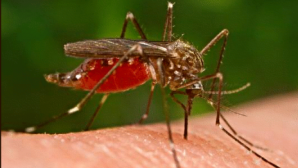 10 metode naturale pentru a scăpa de ţânţari 