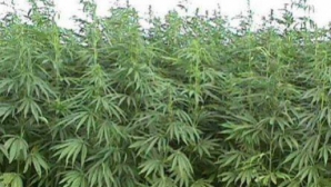 Plantaţie de cânepă, depistată în comuna Băcioi VIDEO