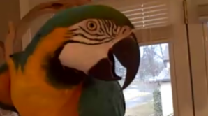 Un papagal are cel mai ciudat râs din lume VIDEO 