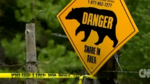 Criminal din Canada, mâncat de urs VIDEO  