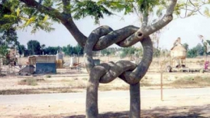 Cum arată cei mai ciudaţi copaci din lume FOTO