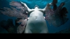 Lume de poveste sub ape: Sculpturile expuse pe fundul oceanului, finalizate de natură FOTO  