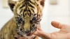 Puiul de tigru, născut acum o lună la Grădina Zoologică, a fost abandonat de mama sa