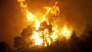 Canicula face ravagii în lume: Peste 120.000 de hectare de pădure au ars în SUA