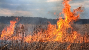 Ard lanurile! Aproape 20 de hectare de grâu au fost mistuite de flăcări