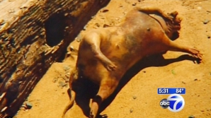 Misterul râului East: O creatură ciudată a fost găsită la mal FOTO