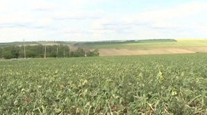 Culturile agricole din Donduşeni, făcute una cu pământul. Autorităţile strâng din umeri