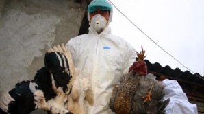 În Mexic a fost decretată stare de urgenţă, din cauza unei epidemii de gripă aviară 
