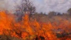 Incendiu de vegetaţie în Grecia: Zeci de pompieri au luptat cu flăcările