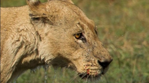 PREZICĂTOARELE DIN DALLAS. Două leoaice au prezis câştigătoarea finalei Super Bowl