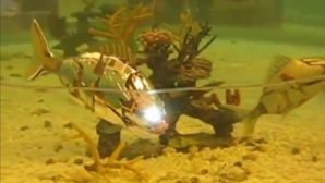 (VIDEO) Cel mai CIUDAT acvariu din câte ai văzut. E plin de peşti robotici  